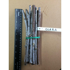 Черенки облепихи сорт Clara