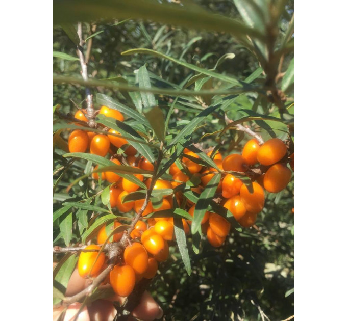 Саженцы облепихи сорт Habego, 1 летние