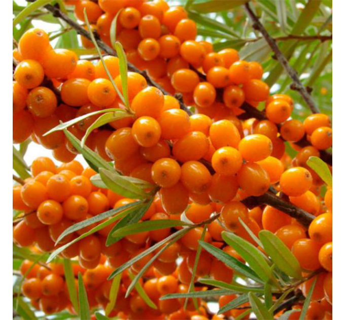 Саженцы облепихи сорт Ева 2 летние, конт. 2 л