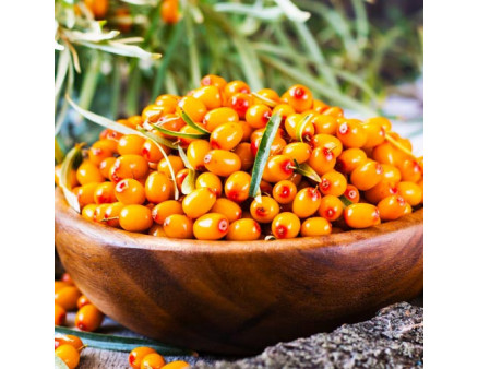 Саженцы облепихи сорт Ева 2 летние, конт. 2 л