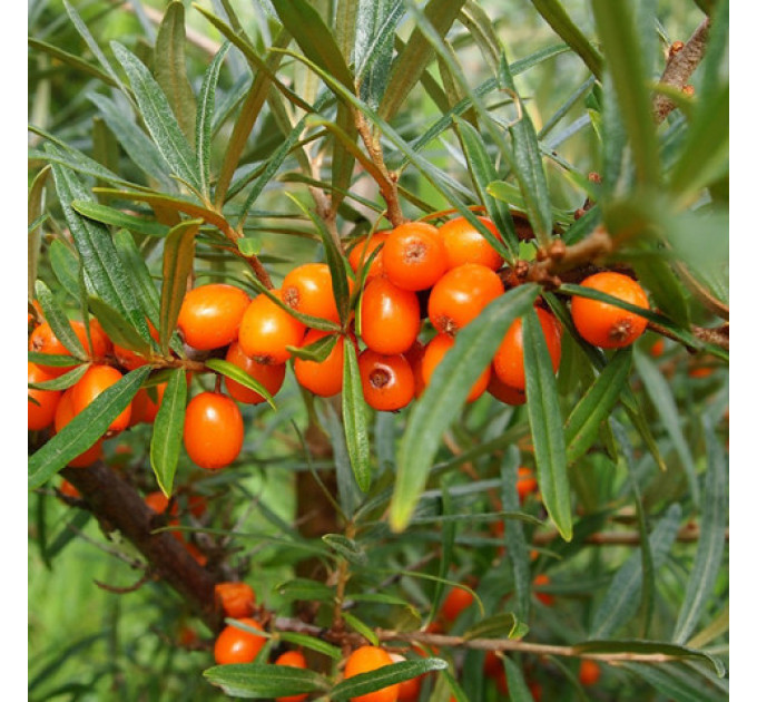 Саженцы облепихи сорт Ева 2 летние, конт. 2 л