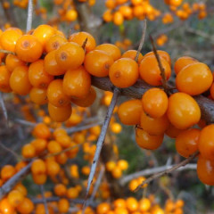 Саженцы облепихи сорт Лейкора (Leikora), 2 лет женская полуупакованные
