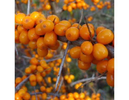 Саженцы облепихи сорт Лейкора (Leikora), 2 лет женская полуупакованные