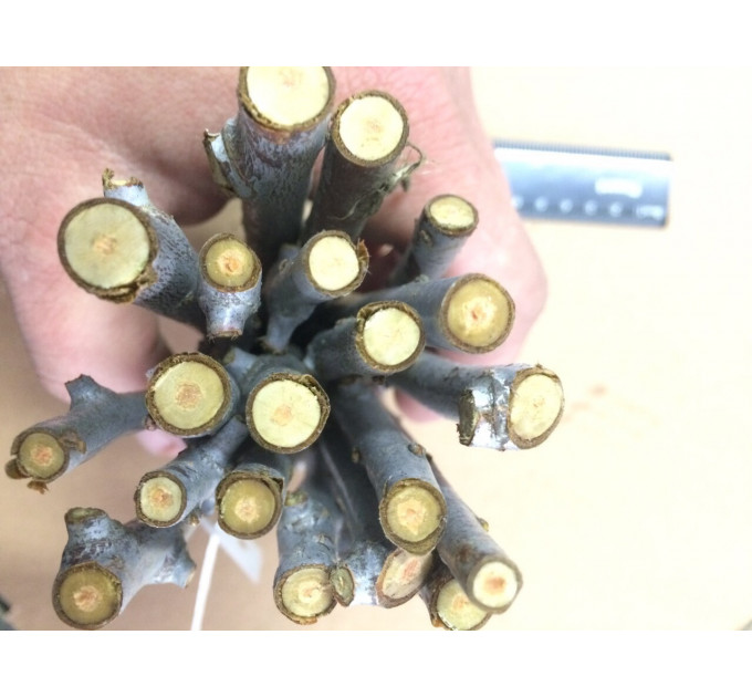 Черенки облепихи сорт Andres