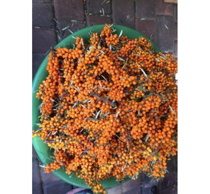 Черенки облепихи сорт Andres