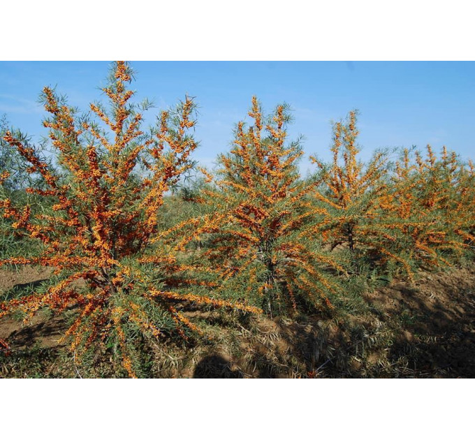 Черенки облепихи сорт Andres