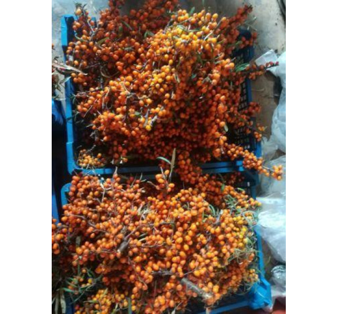 Черенки облепихи сорт Andres