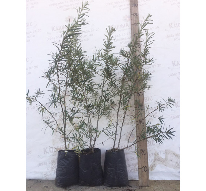 Саженцы облепихи сорт Лейкора (Leikora), 2 лет женская полуупакованные