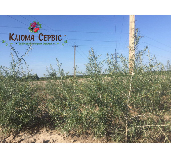 Саженцы облепихи сорт Лейкора (Leikora), 2 лет женская полуупакованные