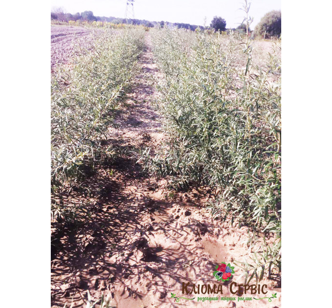 Саженцы облепихи сорт Лейкора (Leikora), 2 лет женская полуупакованные