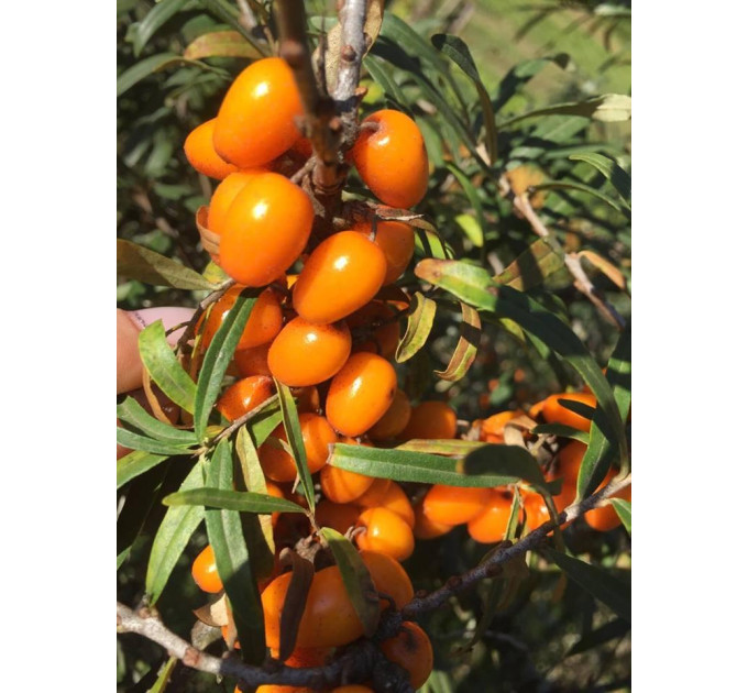 Саженцы облепихи сорт Habego, 2 летние