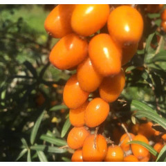 Саженцы облепихи сорт Habego, 2 летние