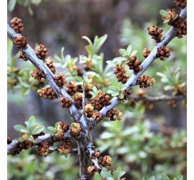 Саженцы облепихи сорт Лейкора (мужская) 2 летняя, кон. 2 л