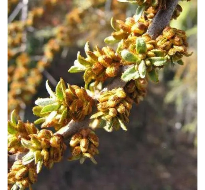 Саженцы облепихи сорт Лейкора (мужская) 2 летняя, кон. 2 л