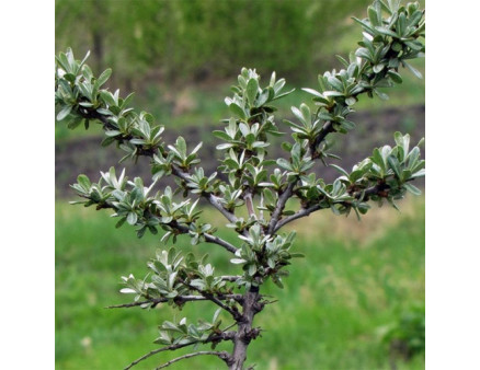 Саженцы облепихи сорт Лейкора (мужская) 2 летняя, кон. 2 л