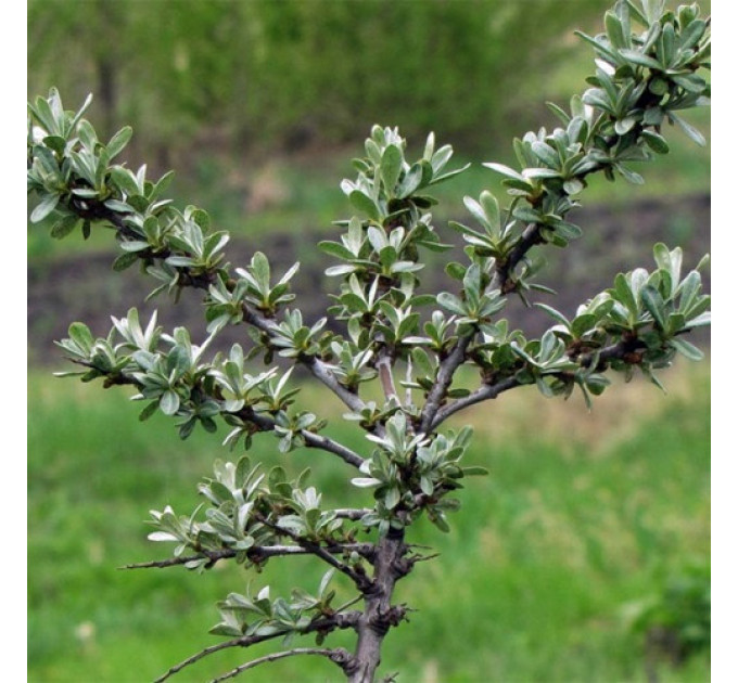 Саженцы облепихи сорт Лейкора (мужская) 2 летняя, кон. 2 л