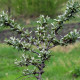 Саженцы облепихи сорт Лейкора (мужская) 2 летняя, кон. 2 л