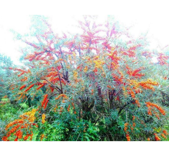 Саженцы облепихи сорт Лейкора (Leikora), 2 лет женская полуупакованные