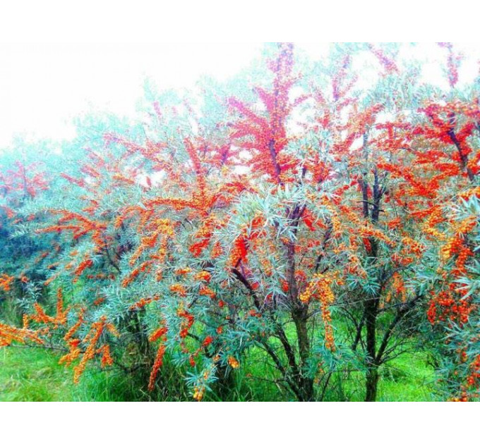 Саженцы облепихи сорт Лейкора (Leikora), 2 лет женская полуупакованные