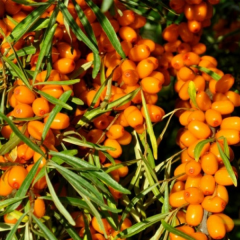 Облепиха сорт Аскола (Askola), женская 3 лет