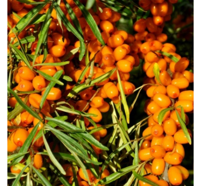 Облепиха сорт Аскола (Askola), женская 3 лет