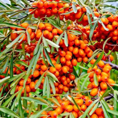 Саженцы облепихи сорт Dora, 1 летние