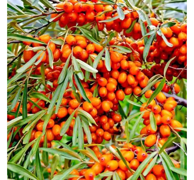 Саженцы облепихи сорт Dora, 1 летние