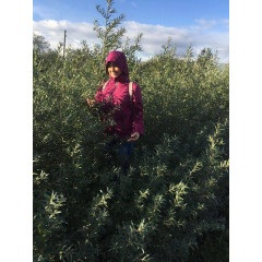 Саженцы облепихи мужской (опылитель), 2 летние пакет 3.5 л.