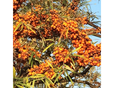 Саженцы облепихи сорт Mara 1 летние, полуупакованные