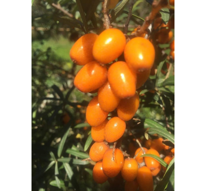 Саженцы облепихи сорт Habego, 3 летние