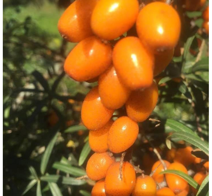 Саженцы облепихи сорт Habego, 3 летние