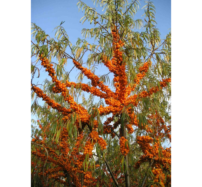 Саженцы облепихи сорт Солнышко, 2 лет