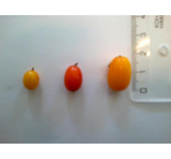 Саженцы облепихи сорт Солнышко, 2 лет