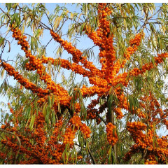 Саженцы облепихи сорт Солнышко, 2 лет