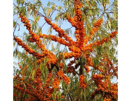 Саженцы облепихи сорт Солнышко, 2 лет