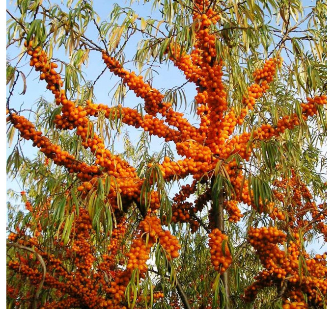Саженцы облепихи сорт Солнышко, 2 лет