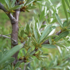 Саженцы облепихи мужской (опылитель) 2 летние, конт. 1.5 л