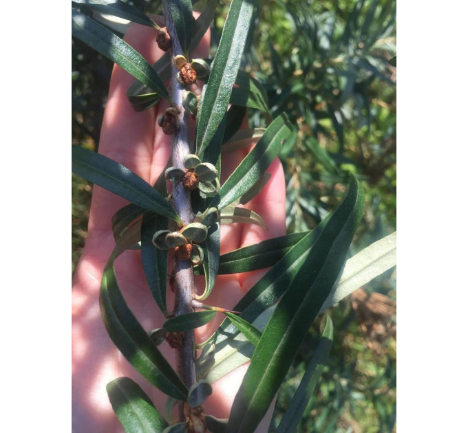 Саженцы облепихи мужской (опылитель) 2 летние, конт. 1.5 л