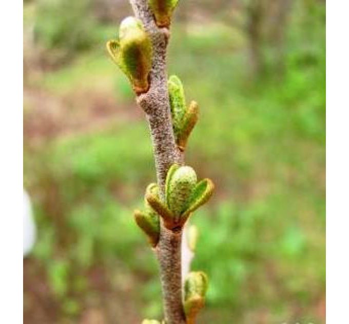Саженцы облепихи мужской (опылитель) 2 летние, конт. 1.5 л