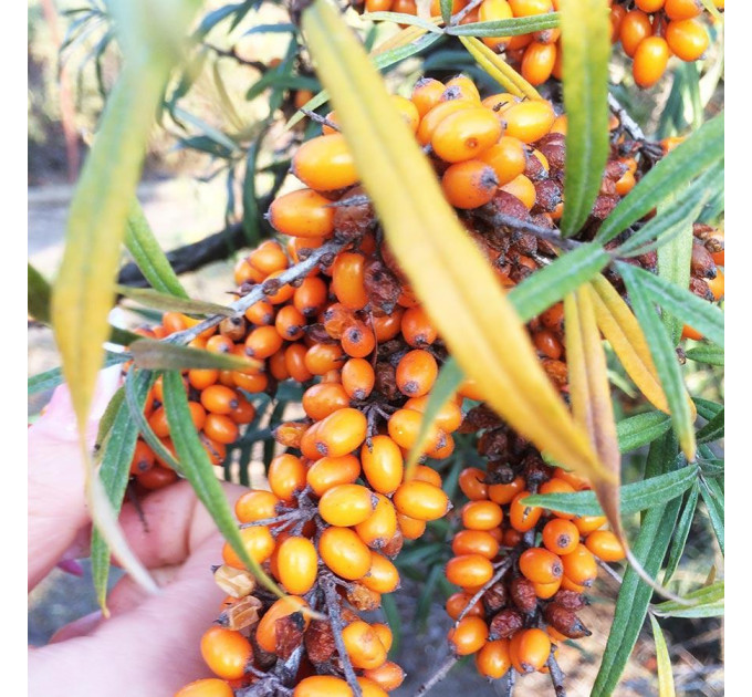 Саженцы облепихи сорт Clara, 3 летние