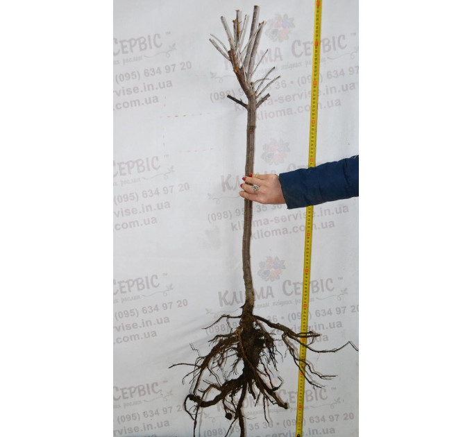 Саженцы облепихи сорт Clara, 3 летние