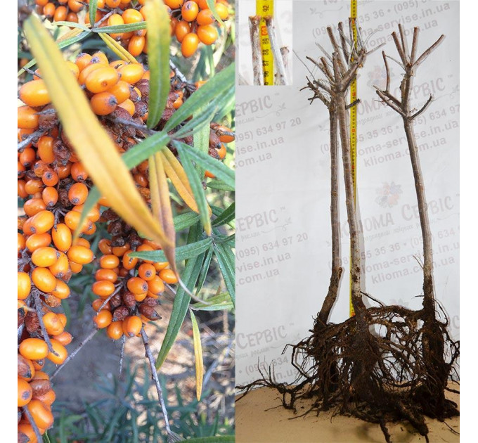 Саженцы облепихи сорт Clara, 3 летние