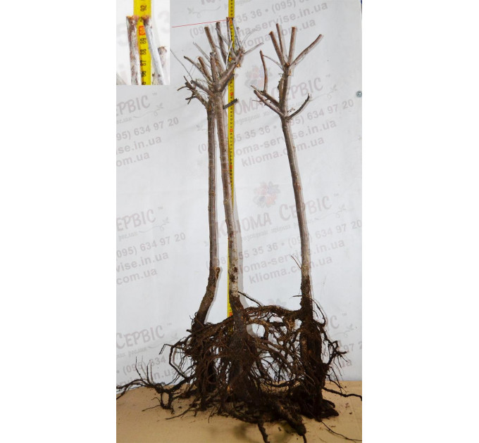 Саженцы облепихи сорт Clara, 3 летние