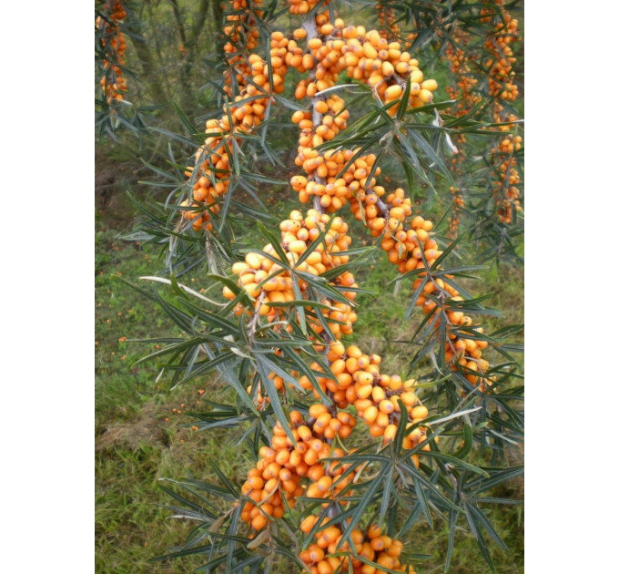 Облепиха сорт Херго (Hergo) 2 года 1.5 л