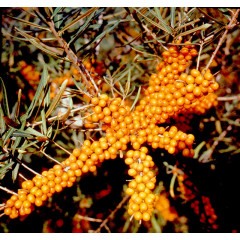 Облепиха сорт Херго (Hergo) 2 года 1.5 л