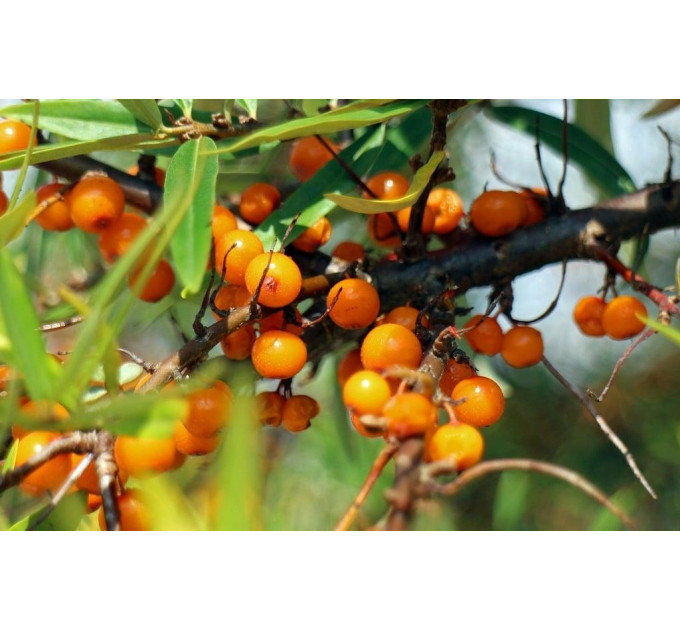 Облепиха сорт Херго (Hergo) 2 года 1.5 л