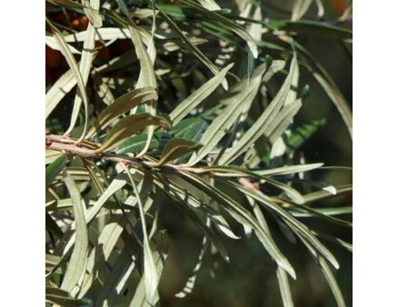 Саженцы облепихи мужской Андрес (Andres) 1 летние, полуупакованные