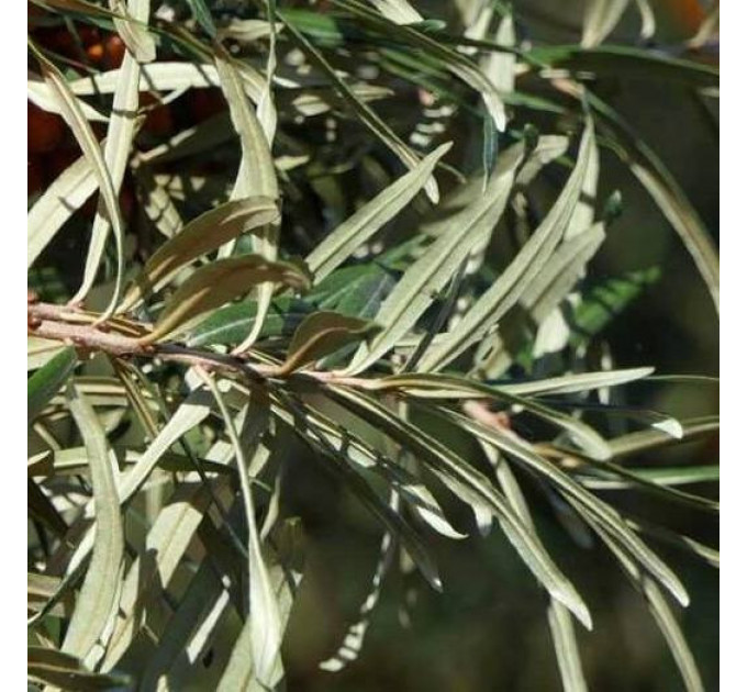 Саженцы облепихи мужской Андрес (Andres) 1 летние, полуупакованные