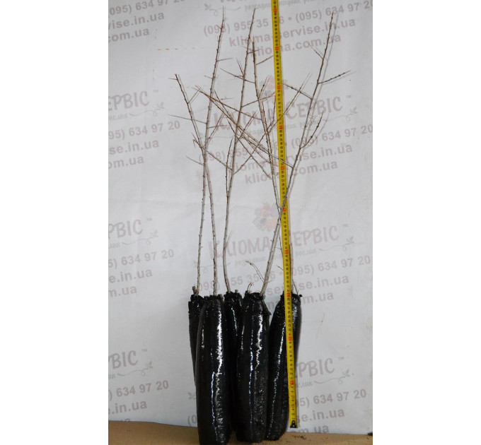 Саженцы облепихи сорт Mara, 2 летние