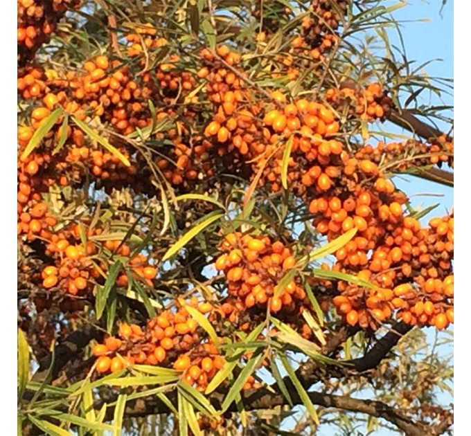 Саженцы облепихи сорт Mara, 2 летние